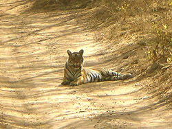 Tiger in Jungle Safari by Jeep Tours